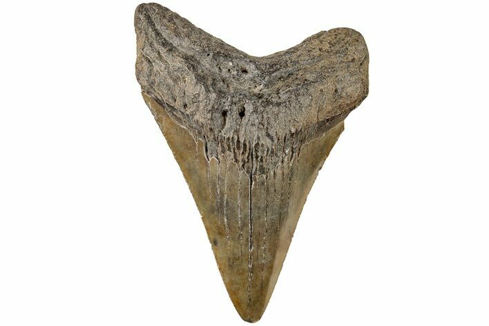 Serrated, Juvenile Megalodon Tooth - South Carolina #196081